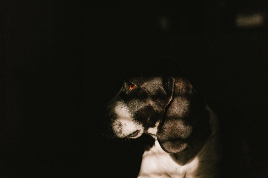 cesar-cardoso-570940-unsplash